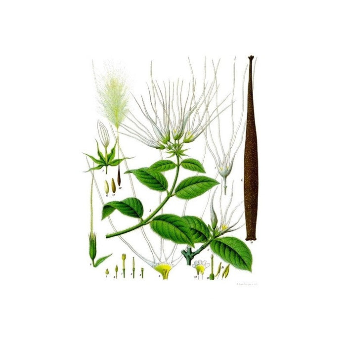 Strophantin-kombe-Experimentier-Set 200ml